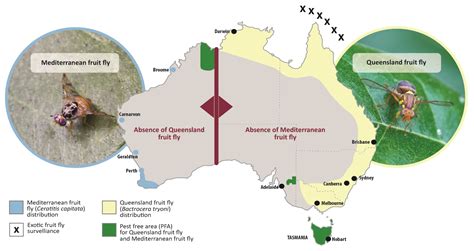 australia fruit fly free areas china